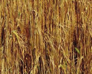 pšenice, tritikale, žito