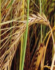 pšenice ozimá průměr