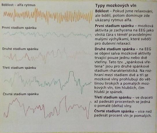 Tato dvě první stádia se také označují jako lehký spánek. (Prusiński, 1993) Stadium 3 a 4 bývá často spojováno a naopak nazýváno jako velmi hluboký spánek.