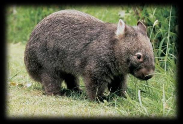 hnědý larvy dřevokazných brouků s drtinkami světlý třásněnky,