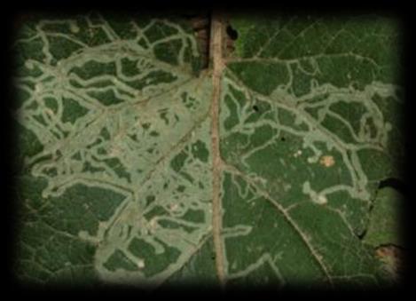 nesouvislý podkopníček ovocný nekříží se nebo drobníček Stigmella tityrella kříží se