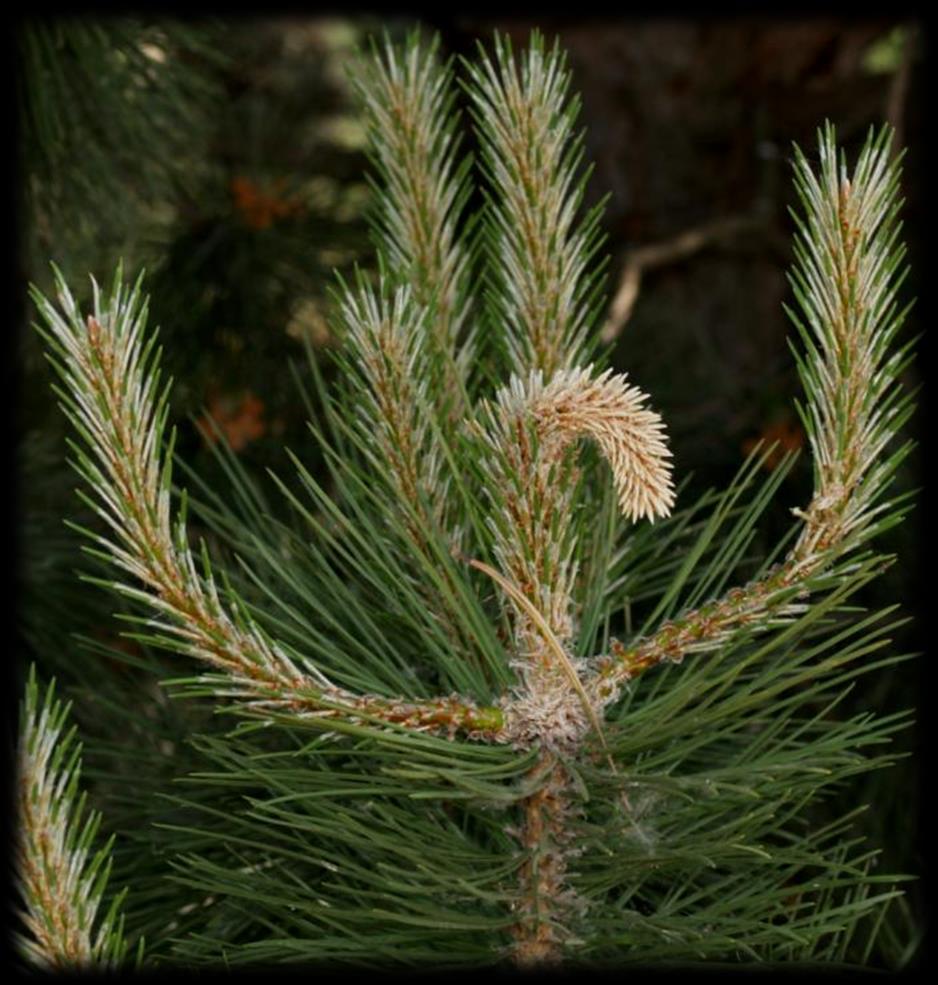 Diagnostika deformací