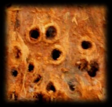 Saperda populnea