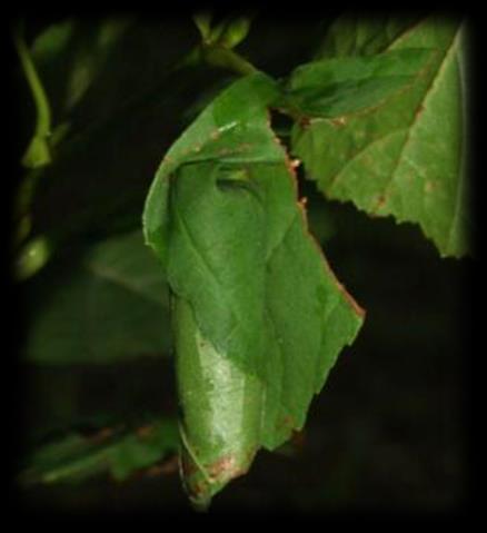 Aphis ilicis podélně