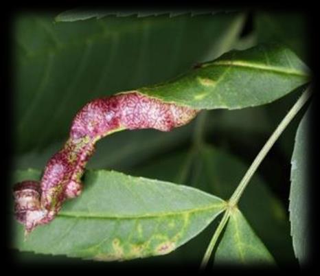 stigmatella bejlomorka