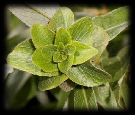 Psyllopsis fraxini