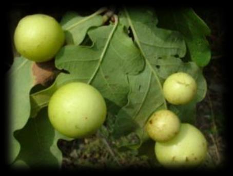 chloupky pilatka