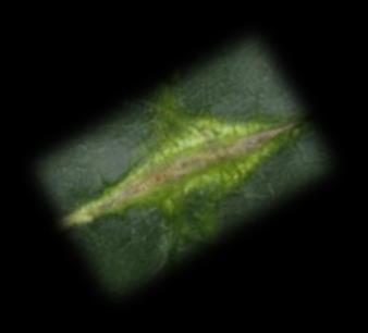 corni  Dasineura