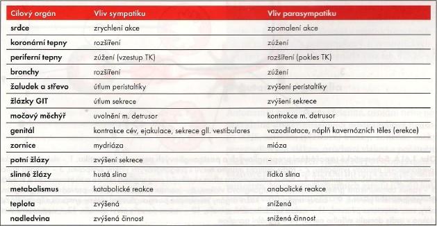 10. Příloha Obrázek 1 Účinky sympatiku a parasympatiku na cílové orgány Zdroj: Druga R.