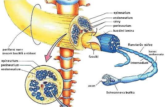 Obrázek 3 Struktura periferního nervu Zdroj http://zdravi.e15.