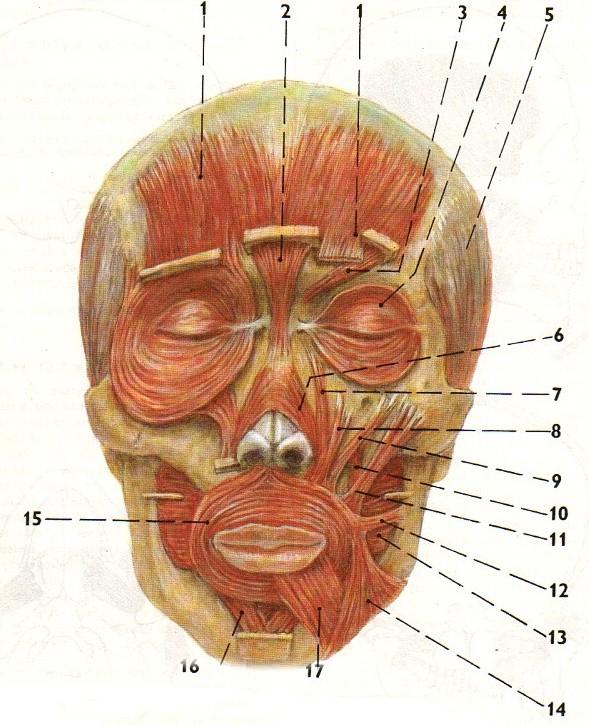 Obrázek 4 Průběh a větvení nervus facialis Zdroj Petrovický P.: Anatomie s topografií a klinickými aplikacemi. Martin, Osveta 2001 Obrázek 5 Mimické svaly 1. m. frontalis 2. m. procerus 3. m. corrugator supercilii 4.