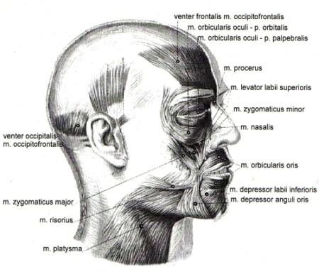 Obrázek 8 Motorické body mimických svalů