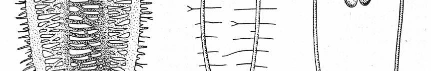 2 -pedální (nožní) ganglia 3 - pleurální