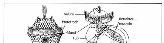 (Třída) Gastropoda Různé typy larev: Mollusca - měkkýši Ústa Noha Statocysty Retraktorové svaly