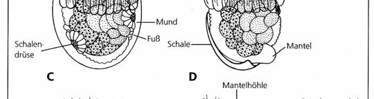 Archaeogastropoda) C - F: Haliotis tuberculata (Archaeogastropoda) - vývoj larvy C - Veliger před