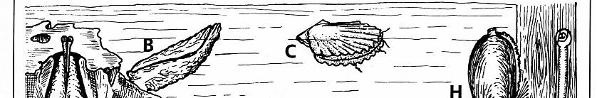 (Třída) Bivalvia - mlži Mollusca - měkkýši cca 7 500 druhů mořští (eulitorál - 10 000 m) a sladkovodní bentičtí mikro/saprofágové