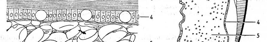 prismatická vrstva z CaCO 3 ) 3 - hypostracum (perleťová