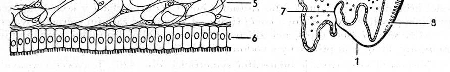 vrstva pláště 6 - vnitřní epitel pláště 7 - řasa na okraji