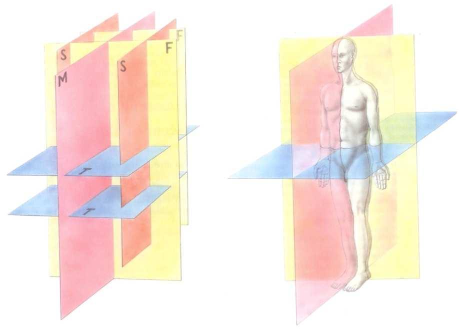 1 Anatomie 1.