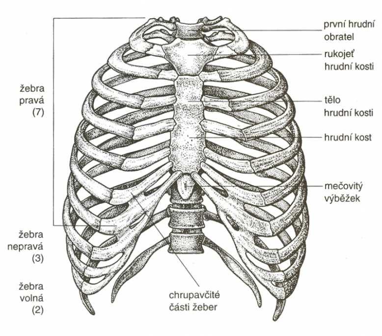 1.2 Anatomie hrudníku Hrudník jako celek je charakteristicky klenutý a dutina kostěného hrudníku (lat. cavitas thoracis) je obemknuta žebry a doplněna páteří a sternem.