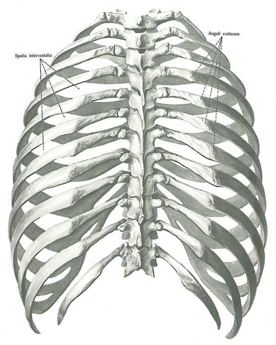spatia intercostalia anguli costarum Obrázek 4 - kostěný hrudník (pohled zezadu) [6] Žebra se podle pořadí na hrudníku označují číslicemi počínaje od horní části. [4] Žebro (lat.