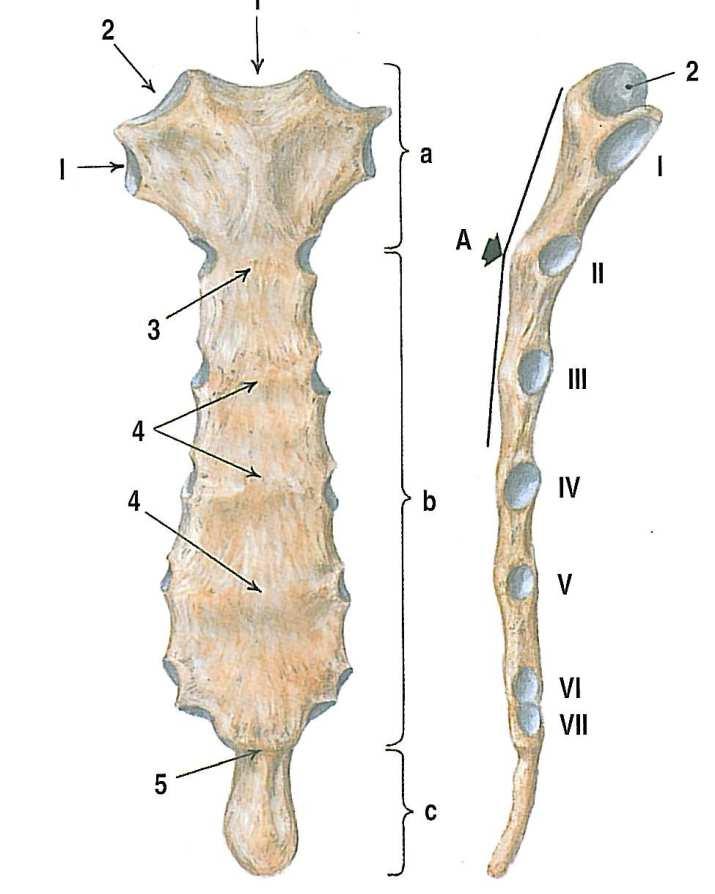 Obrázek 6 hrudní kost (pohled zpředu zleva) [4] 1 incisira jugularis 2 incizura clavicularis 3 synostosis manubriosternalis 4 stopy hranic osifikačních 5 synostosis xiphisternalis a manubrium sterni