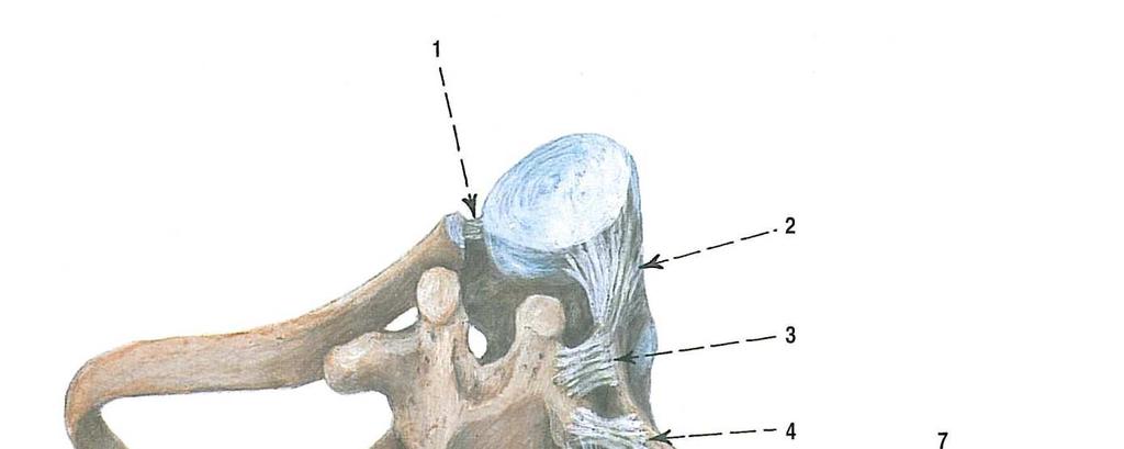 Obrázek 8 kostovertebrální spojení [4] 1 ligamentum capitis costae intraarticulare 2 ligamentum capitis costae radiatum 3 ligamentum costotransversarium 4 ligamentum
