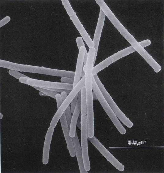 Pro zdravotnické účely se pěstují speciální kmeny odolné vůči hlavním druhům antibiotik používaných ve zdravotnictví.