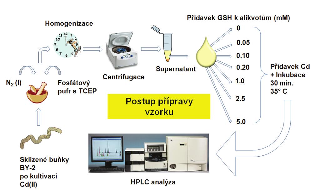 2.4.3 Doba inkubace Přidáním substrátu enzymové reakce (GSH 5 mm ve fosfátovém pufru (20 mm, ph 7,5)) a kovu pro aktivaci enzymu (50 µm CdCl 2 ) k 100 µl supernatantu byla připravena reakční směs
