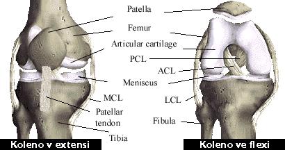 2 Anatomie kolenního kloubu 2.1 Anatomická stavba kolenního kloubu Kolenní kloub Articulatio genus je složený a největší kloub v lidském těle.