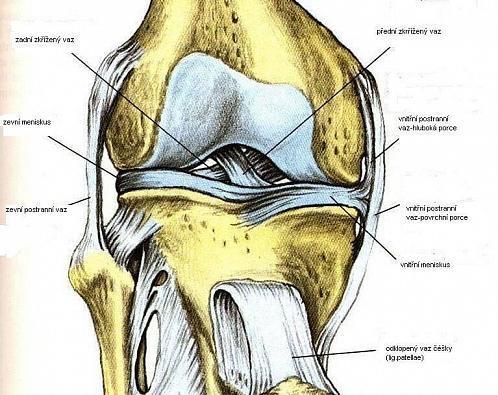 Obrázek 3 - Vazy kolenního kloubu (http://www.szsmb.cz/admin/upload/sekce_materialy/obecná_stavba_kloubů.