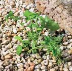 Proces odumírání však bude trvat i několik dní. LEGISLATIVA Při používání pesticidů platí přísné právní předpisy.