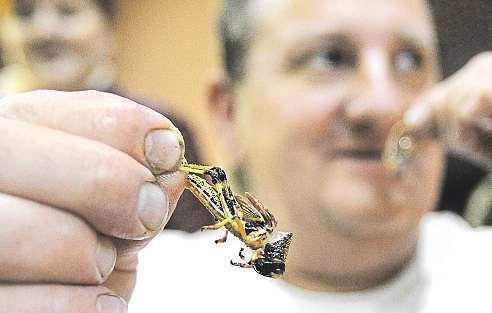 44 20. října 2017 Česká republika Pečená tarantule možná příště, pro začátek úplně stačilicvrčci Tepelně upravený hmyz má být časem běžnou součástí našeho jídelníčku.