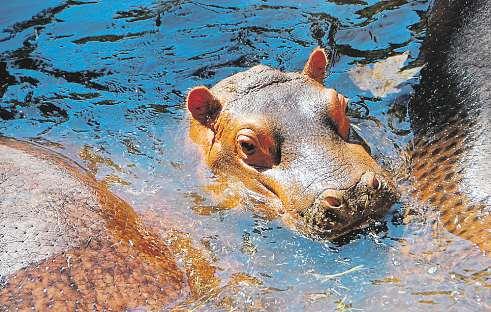 Moravskoslezský kraj 20. října 2017 47 Hroch je erbovní zvíře zoo, vedle Ostravyžije takévpraze Vroce 2006 byla Zoo Ostrava pověřena sestavováním Evropské plemenné knihy (ESB) hrochů obojživelných.
