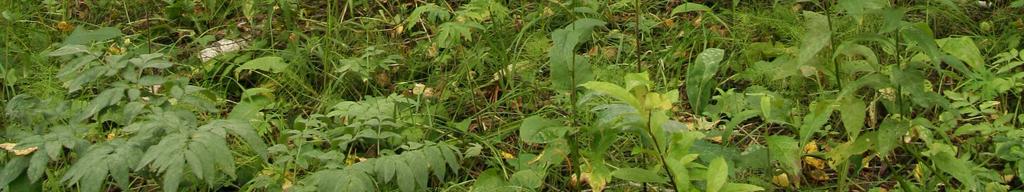 Břečťan (Hedera