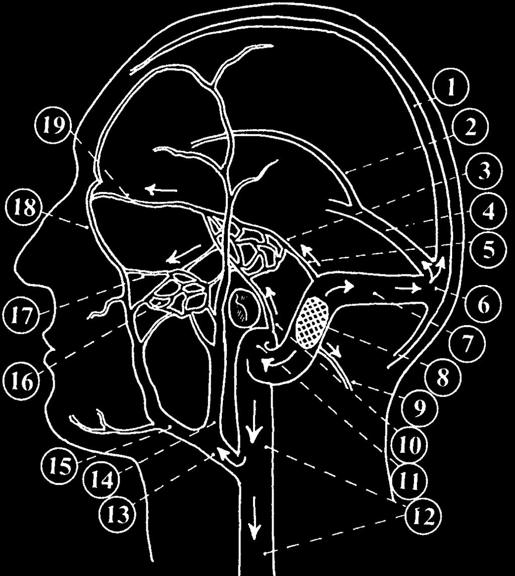 Rinitidy, sinusitidy a nosní polypy A Obr. 1.13 A, B, C, D Obr.