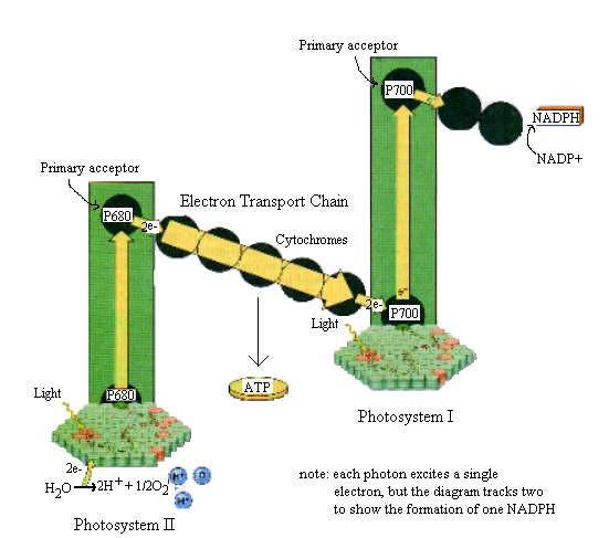 Využití světelné energie Kvantifikace o 1 foton 1 e - Redukce NADP + o 2x2 fotony Syntéza ATP o 1 při necyklickém
