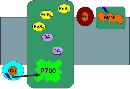 Redukce NADP + Finální krok Redukce PSI plastocyaninem Účast kofaktorů o Q a