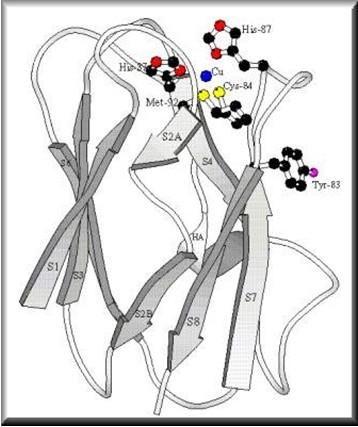 Plastocyanin Kuproprotein E 0 = 370 mv, pro Cu(II)/Cu(I) = 158 mv