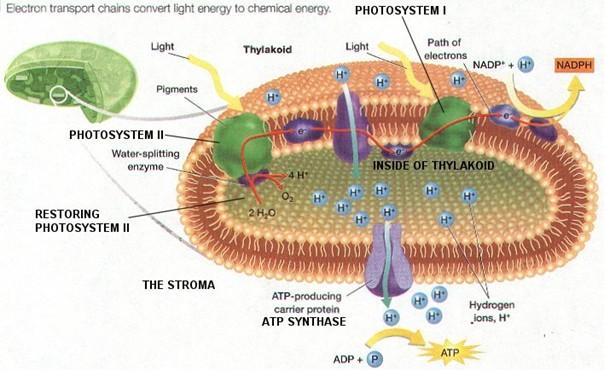 Tvorba ATP Mechanismus jako u