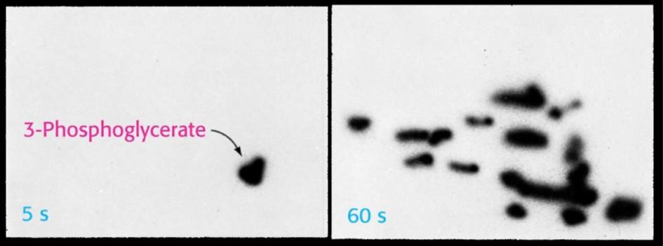 Calvinův cyklus Studován pomocí papírové chromatografie 14 C- metabolitů (špenát,