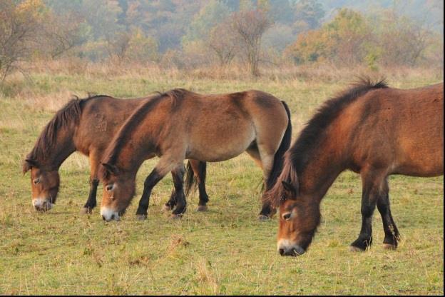 Trasa vede z města věží na východním okraji národního parku Podyjí přes dříve přísně střeženou hranici, kolem zaniklých mlýnů na řece Dyje, starými příhraničními vesnicemi a rozlehlými vinicemi a