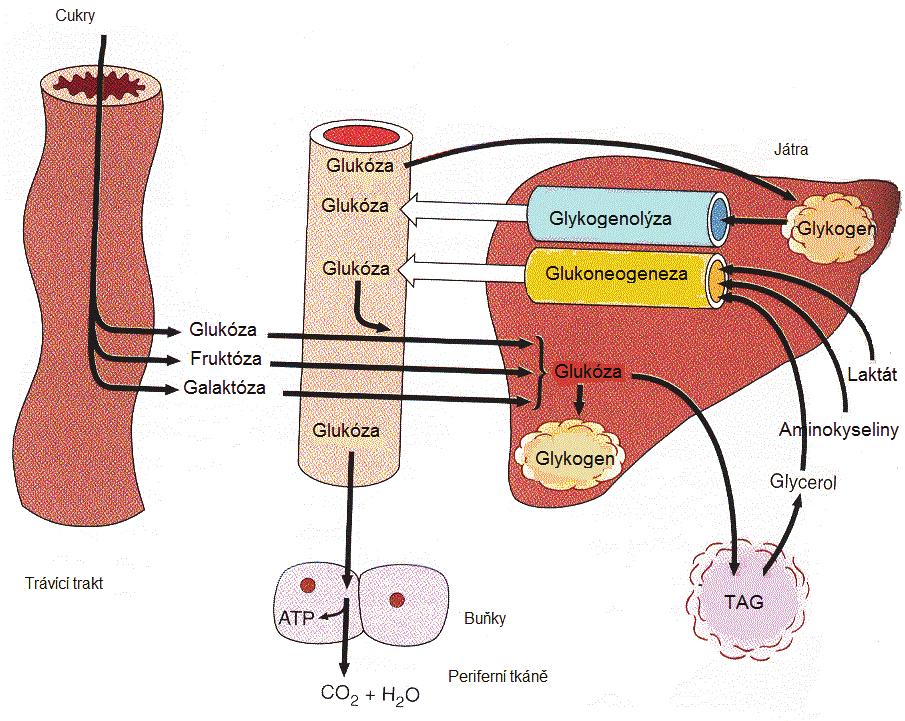 GLUKÓZA a DIABETES MELLITUS Udržování stálé hladiny glukózy je nutné pro plynulé zásobení buněk energií.