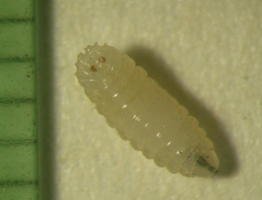 II.5 Květilka zelná Příznaky poškození Škodlivým stadiem květilky zelné (Delia radicum) je larva (obr. III.5/1). Poškozuje povrchová ale i hlubší pletiva hlavního kořene (obr. III.5/2).