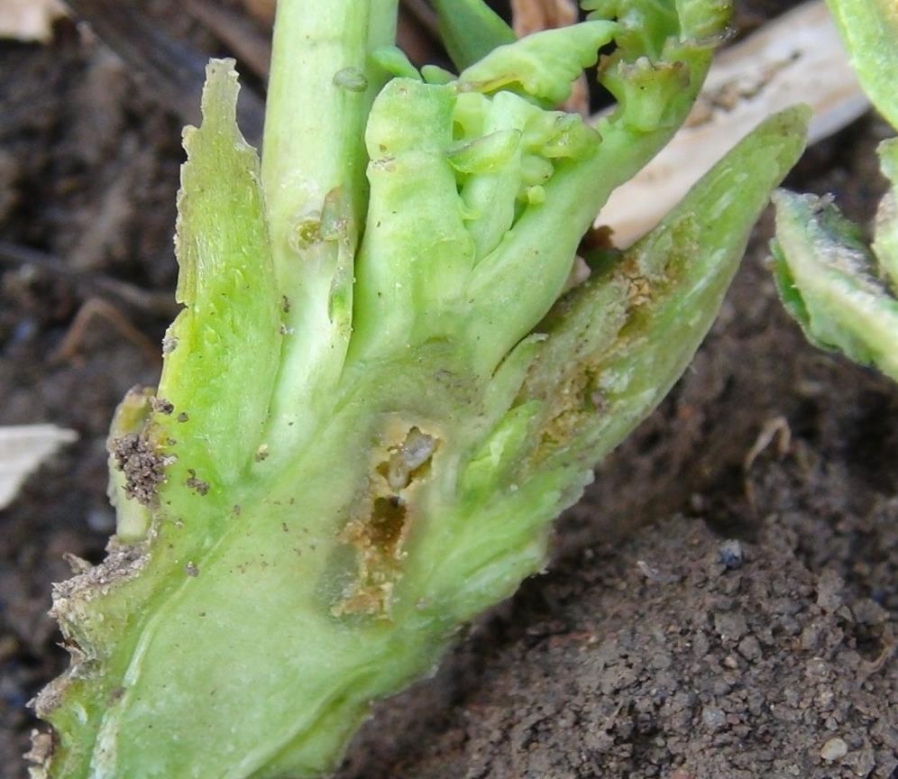 Rostliny po poškození žírem larev na podzim snadněji vymrzají anebo na jaře odumírají (obr.iii.6/5).