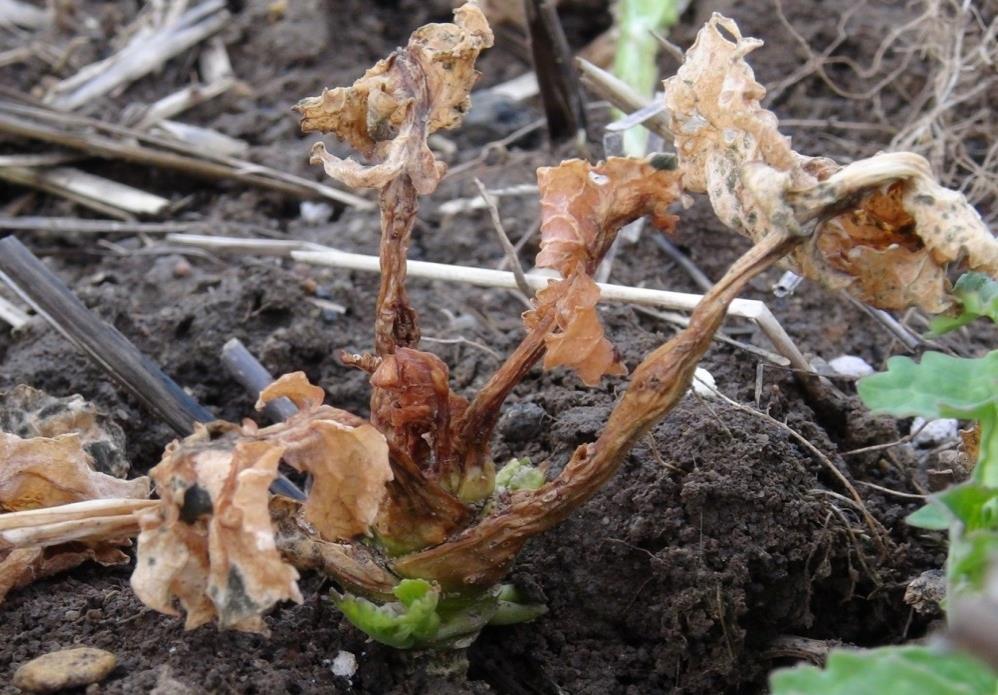 Po silném poškození srdéčkových listů larvami vylíhlými na podzim se terminál rostliny na jaře nevyvíjí nebo krní a rostliny mají metlovitý vzrůst