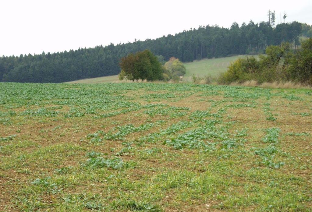 Hospodářský význam Osenice je široký polyfág poškozující prakticky všechny polní i zahradní plodiny. Největší škody způsobuje v porostech širokolistých plodin, v podzimním období v řepce(obr. III.