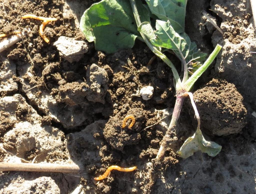 Larvy (nazývané drátovci) napadají podzemní části rostlin (obr. III.13/2). V kořenech jsou vykousány jamky, u malých rostlin může být překousnutý celý kořen, semena jsou celá vykousaná.