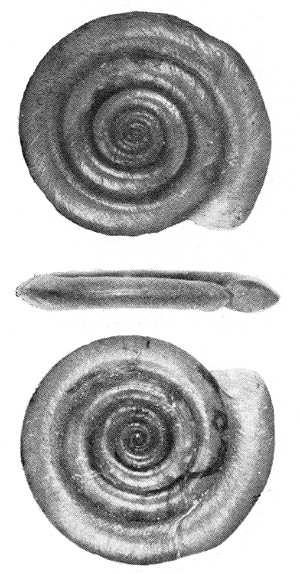 Basommatophora - spodnoocí Čeleď: Planorbidae - okružákovití Anisus vortex