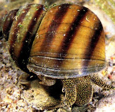 Předožábří - Prosobranchia Čeleď: Viviparidae - bahenkovití Viviparus acerosus - bahenka